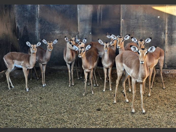 IMPALA | PWAB BOERDERY