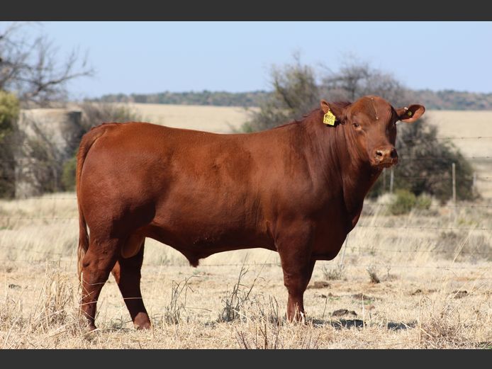 BBB23131 | TRIO B BOERDERY