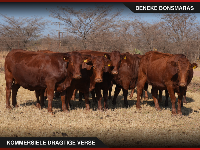 Commercial Animals | Beneke Bonsmaras