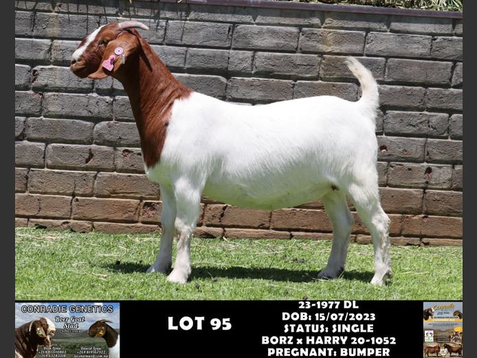 23-1977 DL | DAWID LOUW