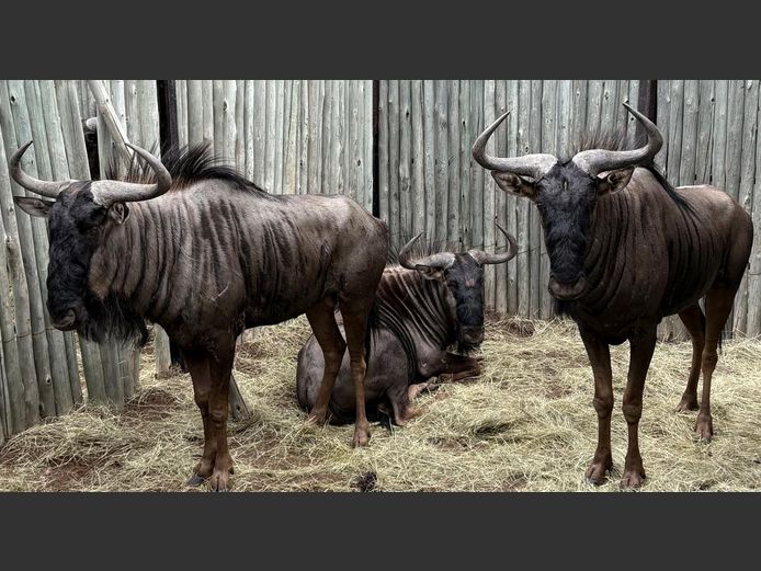 Blou Wildebees Bulle