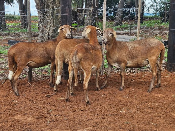 Ooie | D2 Meatmasters