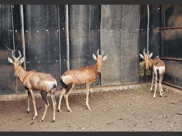 RED HARTEBEEST | ZEEKOEVALLEY