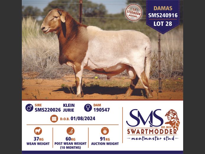 SMS240916 | SWARTMODDER MEATMASTER STUD