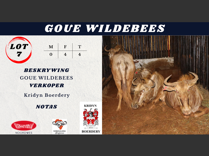 GOUE WILDEBEES