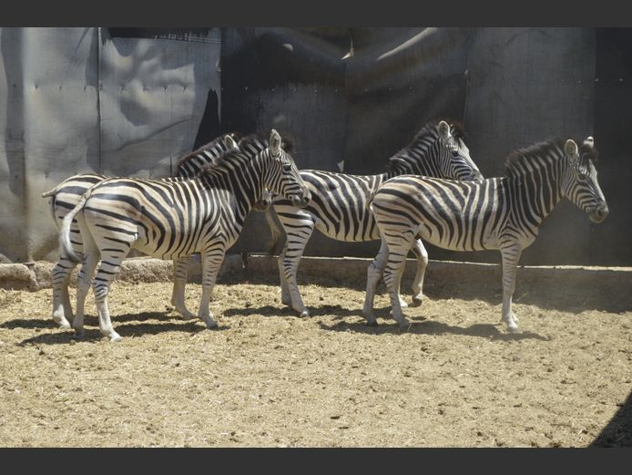 Zebra | Mhara Game Lodge