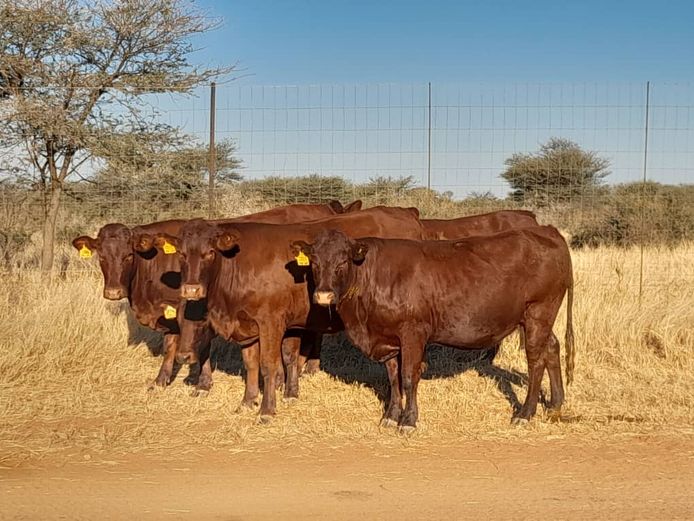 ENDELELA FARMING CC | HEIFERS IN-CALF