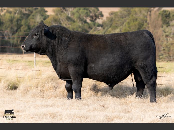 KCM 230085 | TABLE HILL FARMING PTY LTD