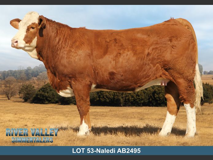 AB2495 | PA ABRAHAMSE