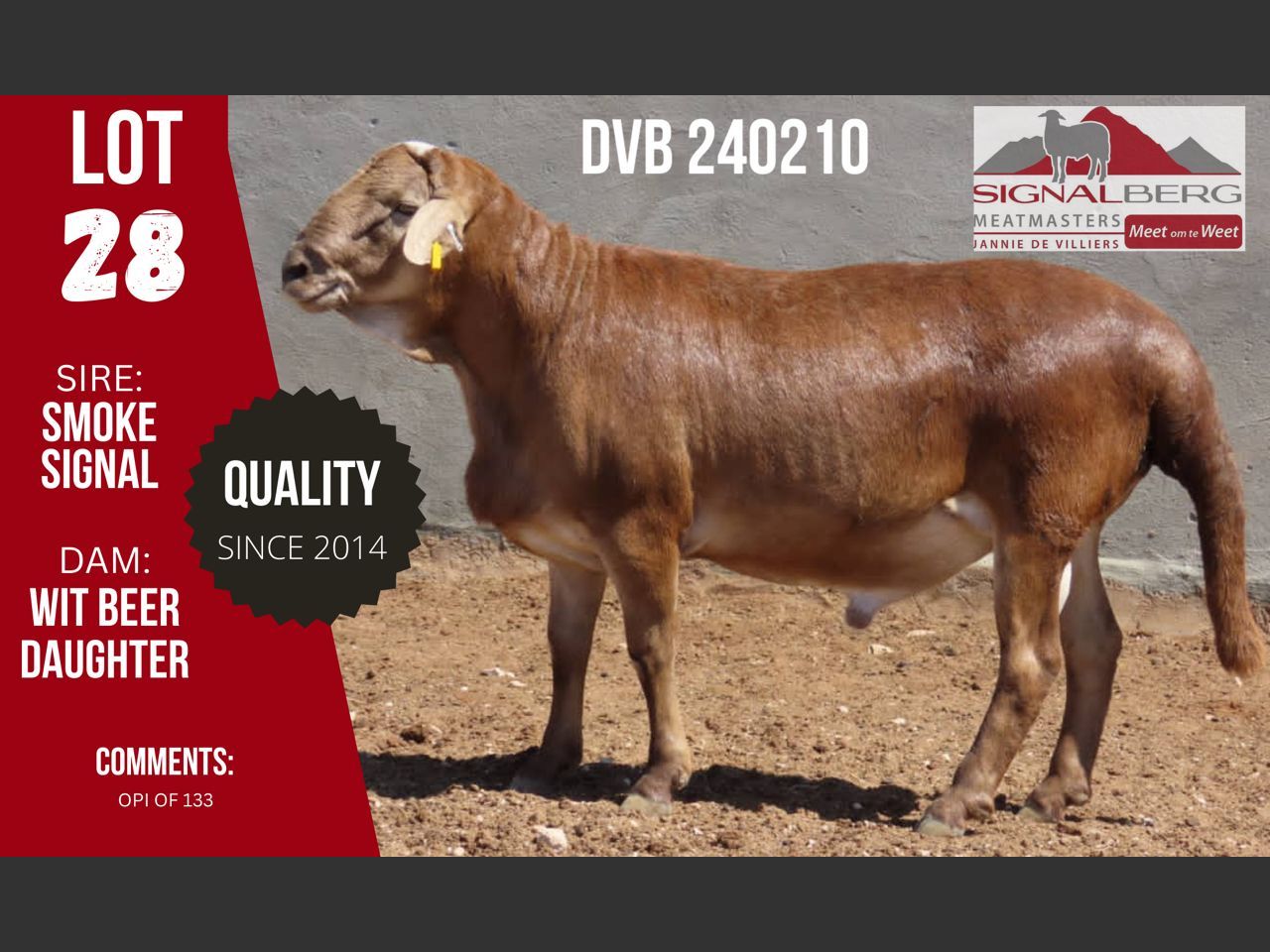 Lot 28 | SIGNALBERG MEATMASTERS 12TH MEATMASTER RAM AUCTION | SwiftVEE ...