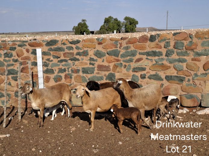 NRT 10 2 | HJ Koekemoer - Drinkwater Meatmasters