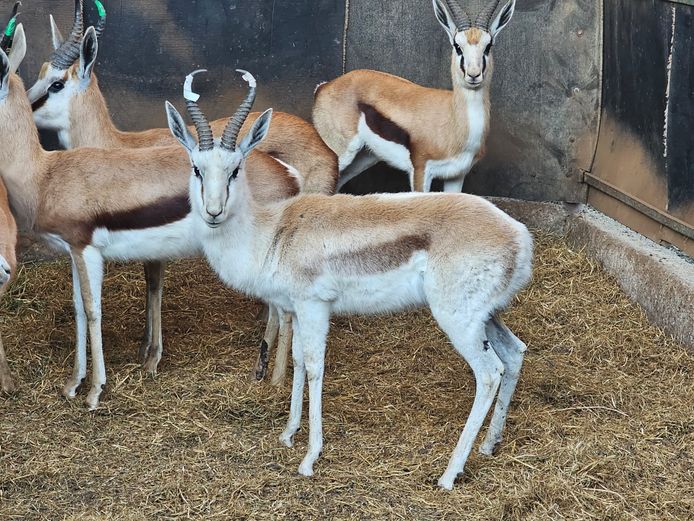 MAROELA SPRINGBOK | PDJ CILLIERS