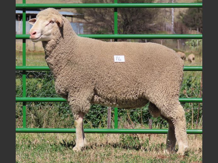 145 | Rooipoort Poenskop Merinos