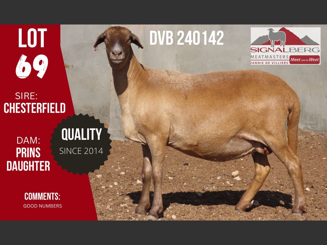 Lot 69 | SIGNALBERG MEATMASTERS 12TH MEATMASTER RAM AUCTION | SwiftVEE ...