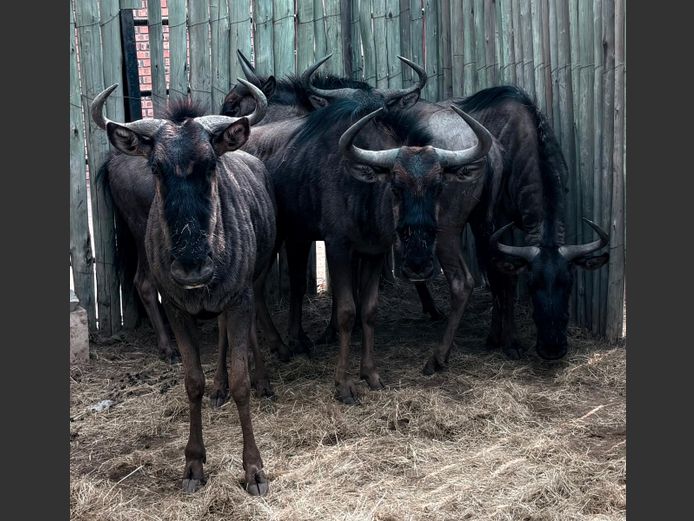 Blouwildebees Volwasse