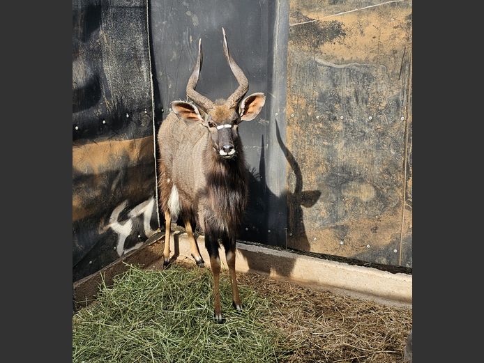 NYALA | RAASBLAAR