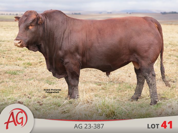 AG230387 | ARTHUR DE VILLIERS & SEUN