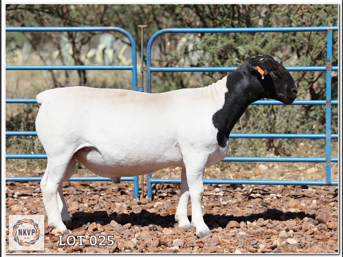 2192 24 0388 | MIDDELWATER DORPERS, CHARL KLEINHANS