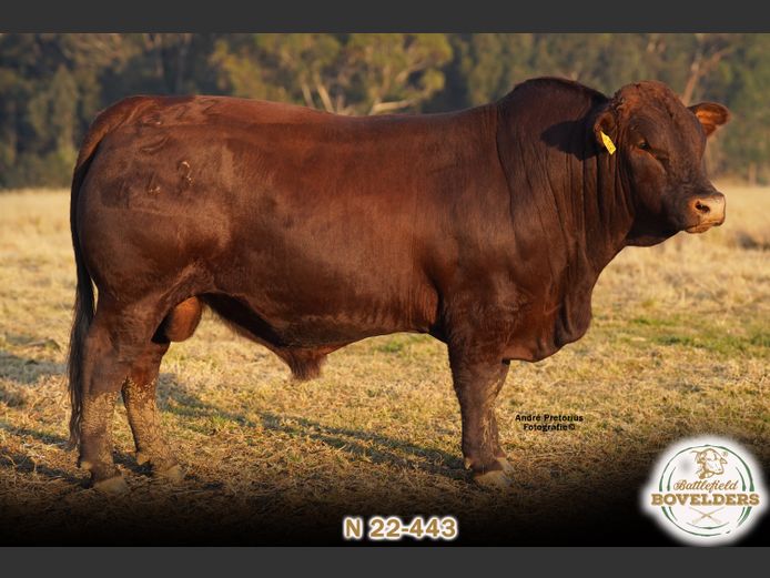 N 22-443 | MORGENTAL BOVELDERS