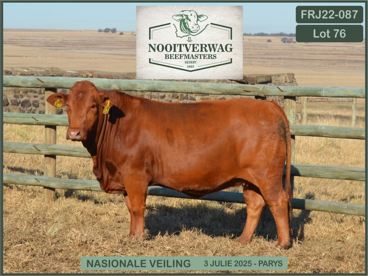 Lot 76 | 26STE NASIONALE BEEFMASTER VEILING | SwiftVEE | South Africa’s ...