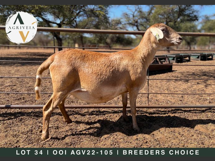 AGV 22 105 | AANGETEKEN | Christo Carstens - Agriveia Meatmasters