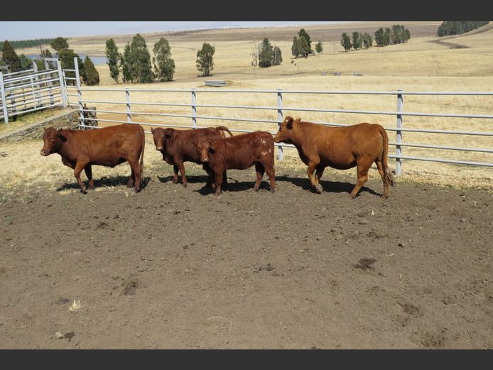 Commercial Animals