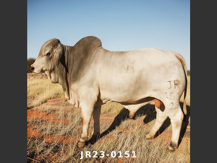 23-0151JR | WETMER BRAHMAN