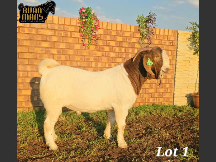 1584 25-97 | Ruan Mans Boer Goat Stud