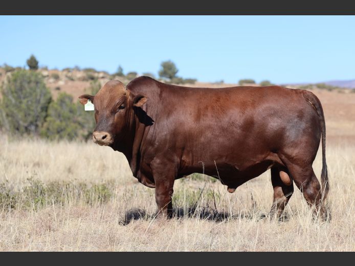 HBH 240011 | CLARK CATTLE COMPANY PTY LTD