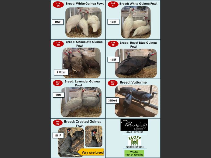 VULTURINE | ANNUAL MYTILUS AND ELOFF