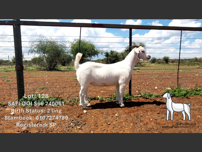 S66 24 0061 | SAFI SAVANNA