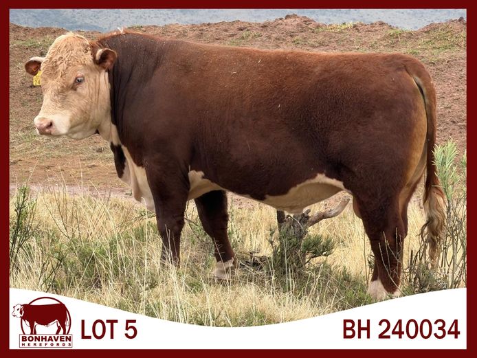 BH240034 | BONHAVEN HEREFORDS