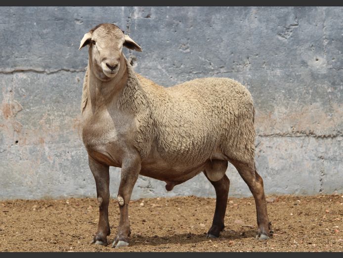 CRL 24.539 | Riaan Liebenberg - Hanri Meatmasters