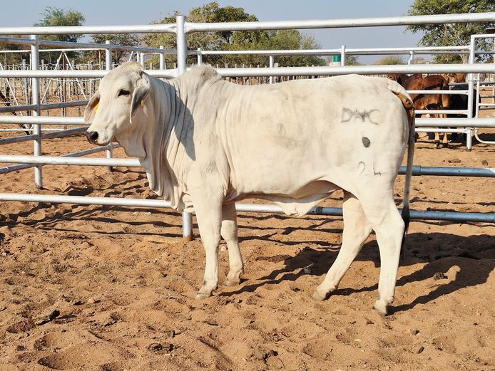 24-0006DNC | DANECO BRAHMAN STOET