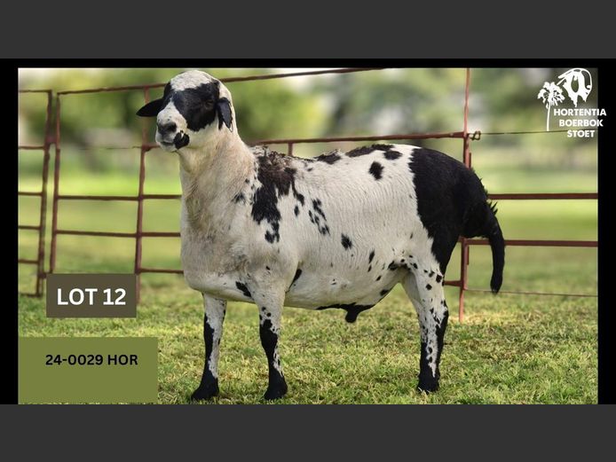 24-0029HOR | HORTENTIA MEATMASTERS