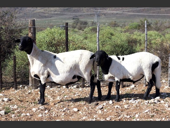 GMD 22-9019 | Kanyezi Meatmasters