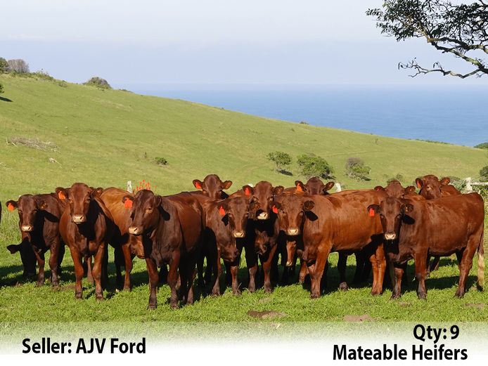 Commercial Animals | AJV Ford