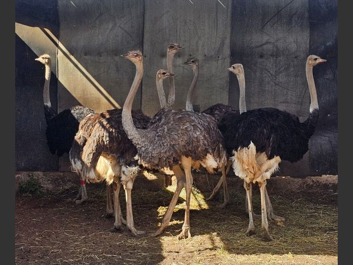 OSTRICHES | WATERBERG GAME