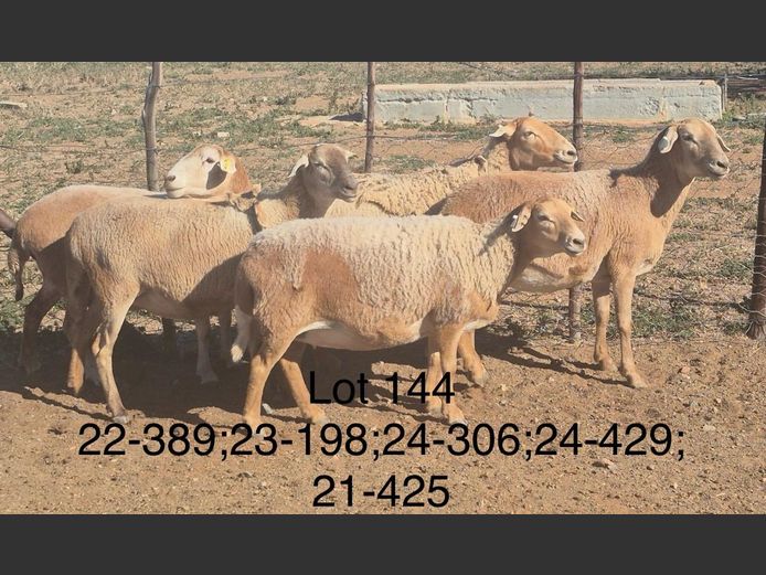 22-429 | DIRK LOTTER