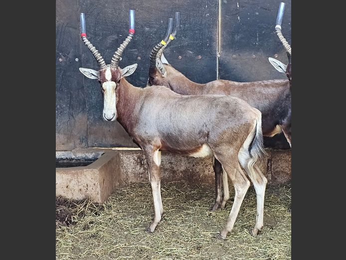 BLESBOK 17" | NYLSVLEI