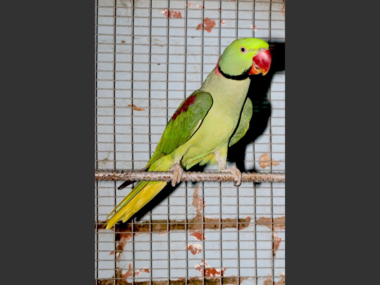 images