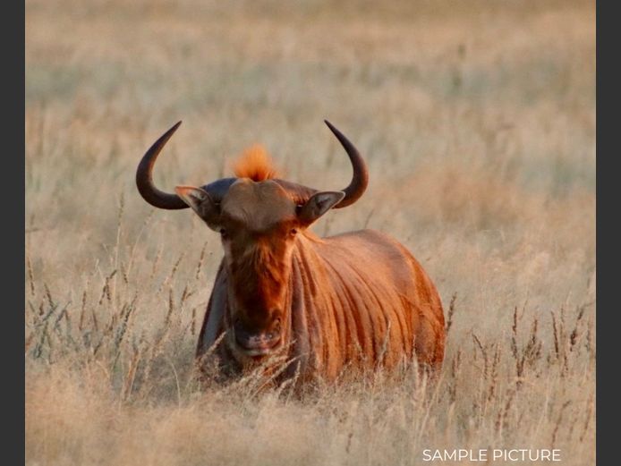 GOLDEN WILDEBEEST | DU PREEZ WILD