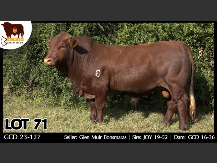 GCD 230127 | GLEN MUIR BONSMARAS