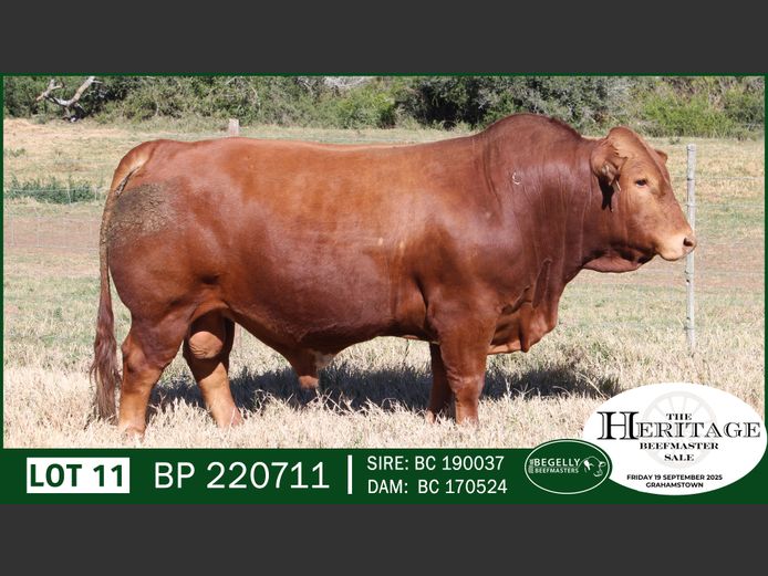 BP220711 | BEGELLY BEEFMASTERS