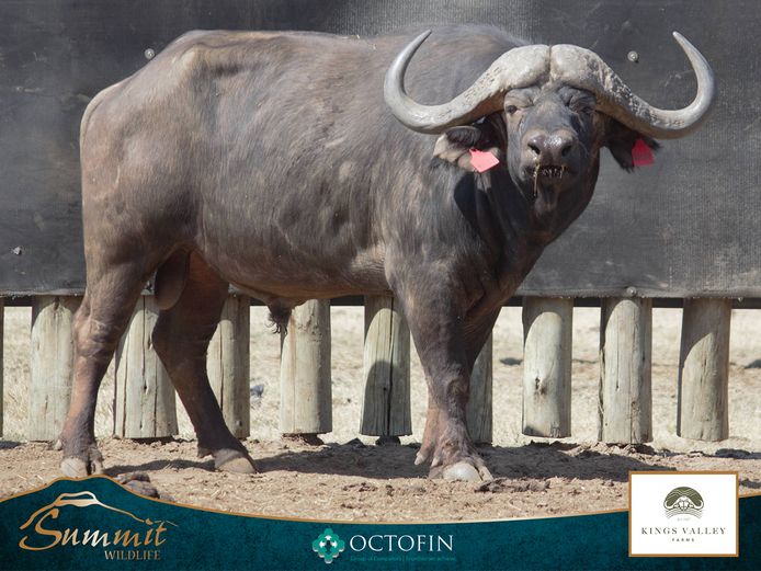 40 4/8" BUFFALO BULL "MANDLA"