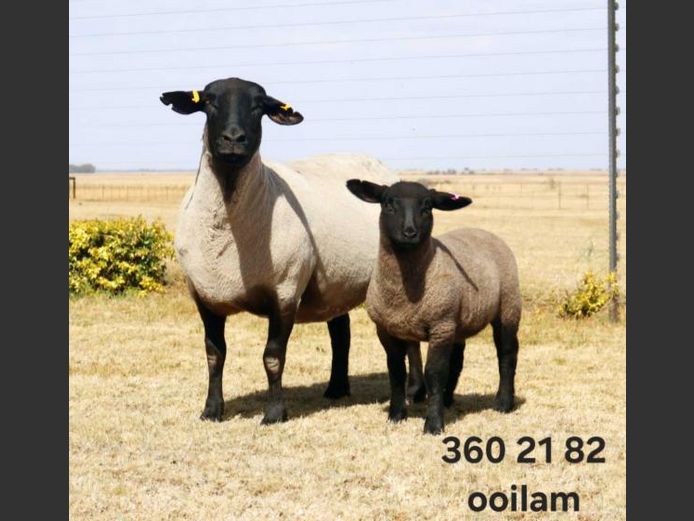 360220082 | J.I. POTGIETER