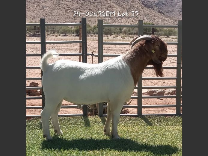 24-0005 GDM | AUKAM BOER GOATS