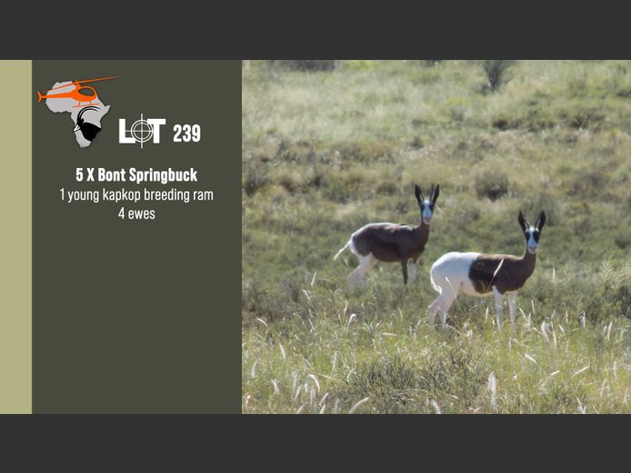 Bont Springbuck