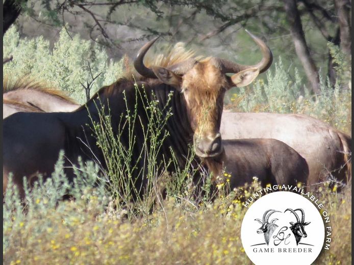 Golden Wildebeest | WATERBERG PLATO GAME BREEDERS