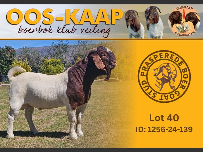 24-139 | Prasperede Boerbok Stoet